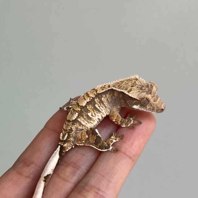 노멀 익스트림할리퀸 화이트포트홀