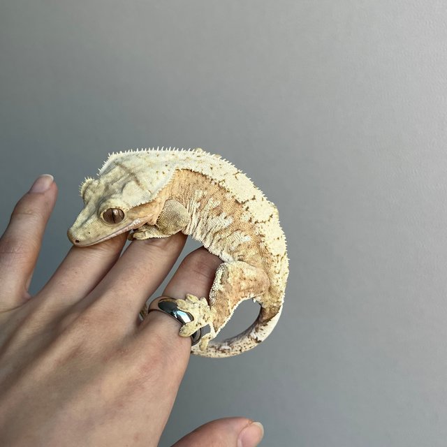 노멀 화이트포트홀 옐로우 크림시클