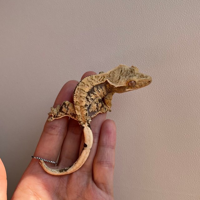 노멀 트라이 화이트포트홀 익스트림할리퀸