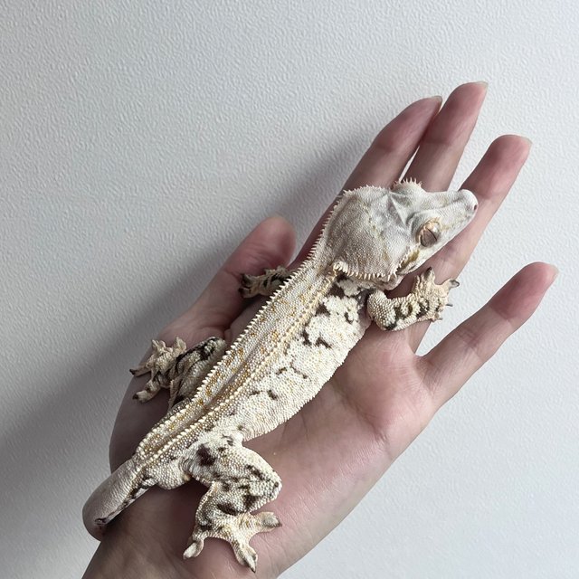 노멀 트라이 화이트스팟 화이트포트홀 드리피