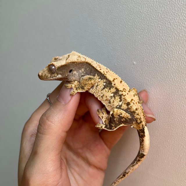 트라이 화이트포트홀 익스트림할리퀸