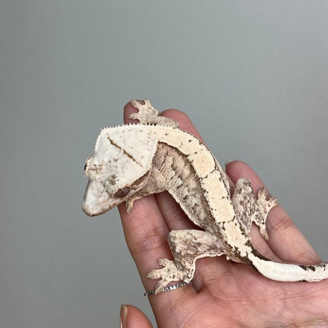 노멀 크림시클 쿼드 화이트포트홀