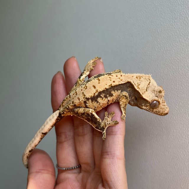 트라이 화이트포트홀 익스트림할리퀸