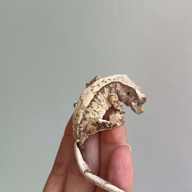 노멀 트라이 화이트스팟 화이트포트홀