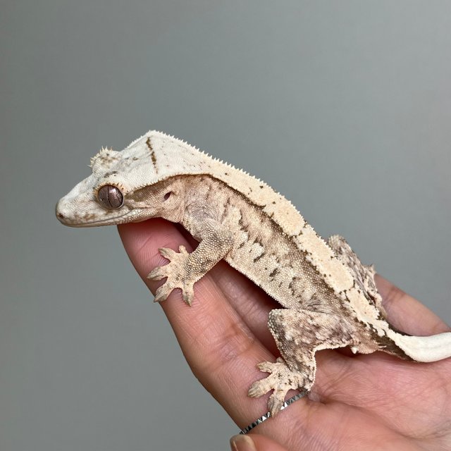 노멀 크림시클 쿼드 화이트포트홀