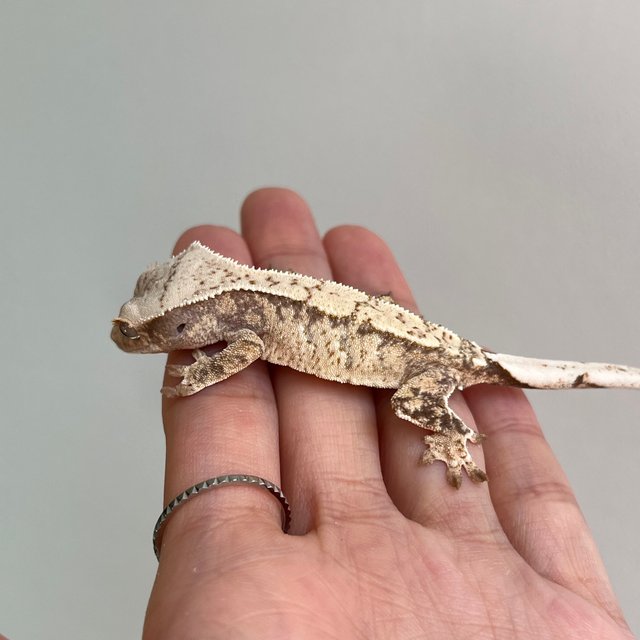 노멀 트라이 화이트스팟 화이트포트홀