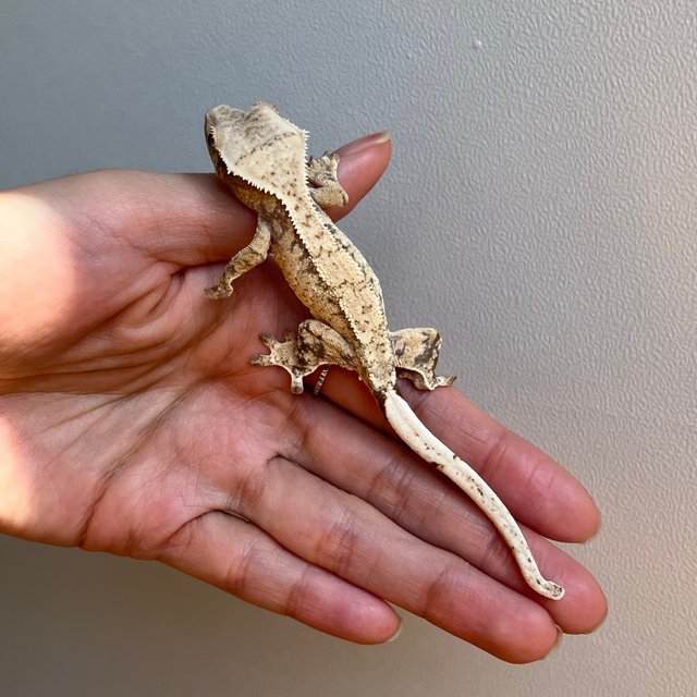 노멀 트라이 화이트포트홀 화이트스팟 익스트림할리퀸