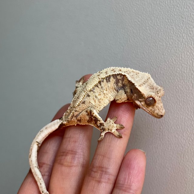 노멀 트라이 화이트포트홀 화이트스팟 익스트림할리퀸