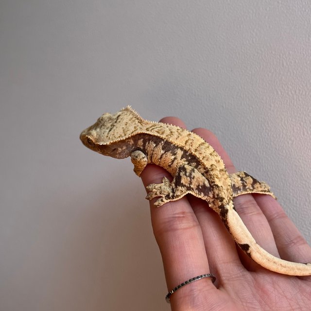 노멀 트라이 화이트포트홀 익스트림할리퀸