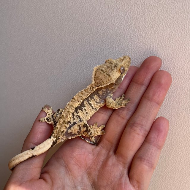 노멀 트라이 화이트포트홀 익스트림할리퀸