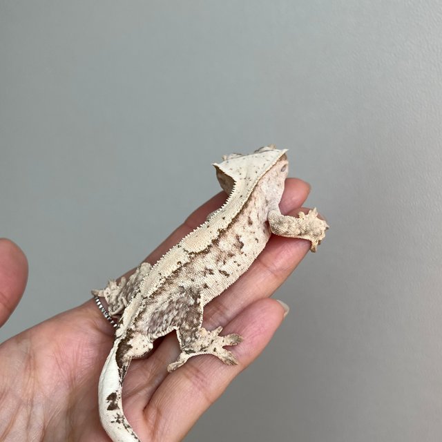 노멀 크림시클 쿼드 화이트포트홀