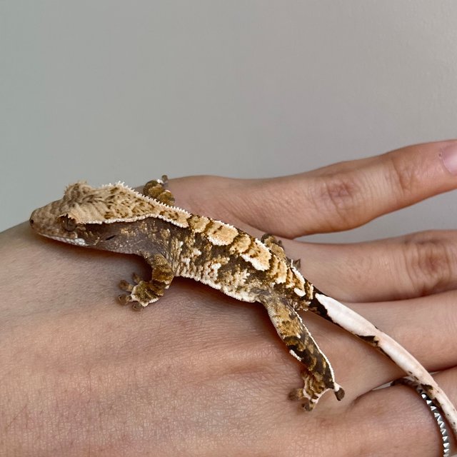 노멀 익스트림할리퀸 화이트포트홀