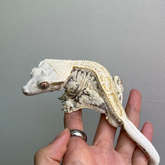 노멀 트라이 화이트스팟 화이트포트홀 드리피