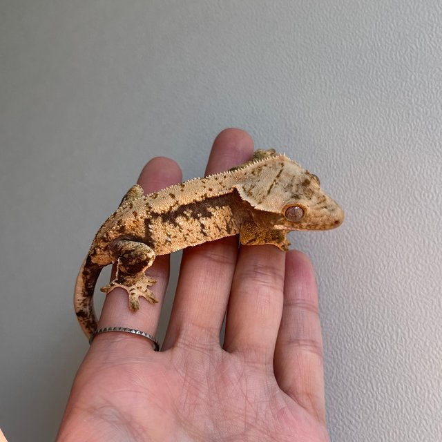 트라이 화이트포트홀 익스트림할리퀸