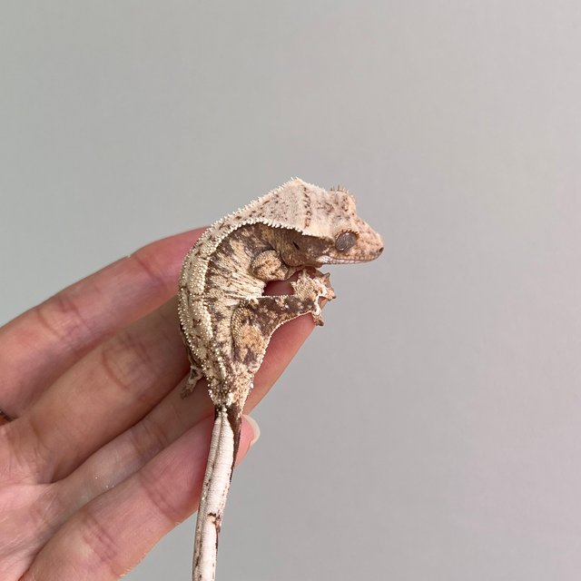 노멀 트라이 화이트스팟 화이트포트홀