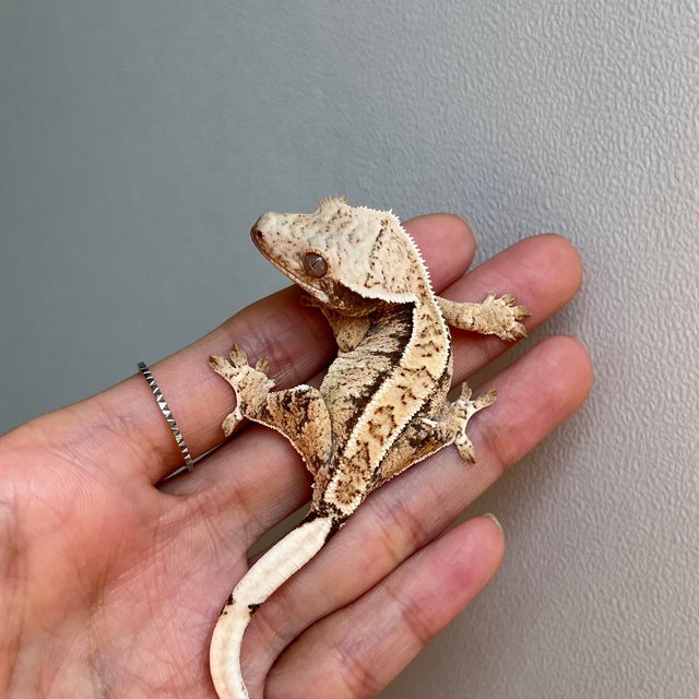 노멀 트라이 화이트포트홀 익스트림할리퀸 화이트스팟