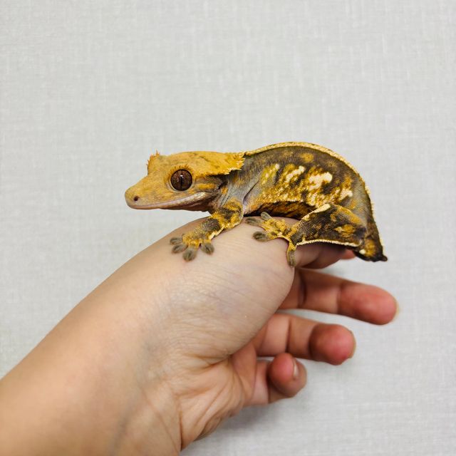 노멀 할리퀸