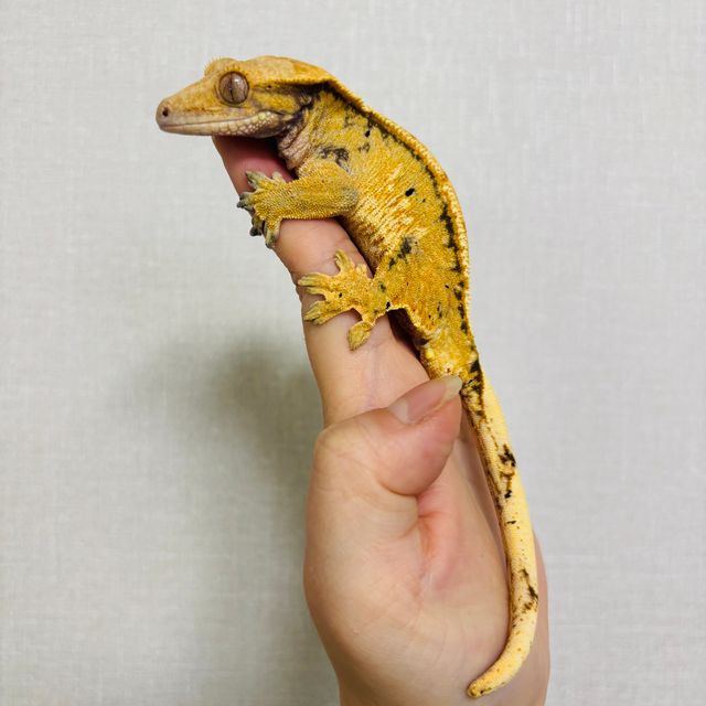 노멀
