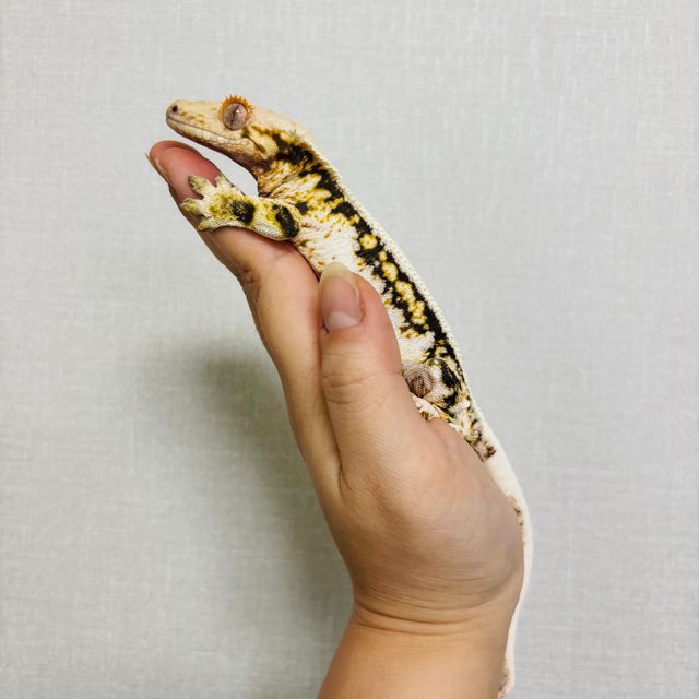 릴리화이트