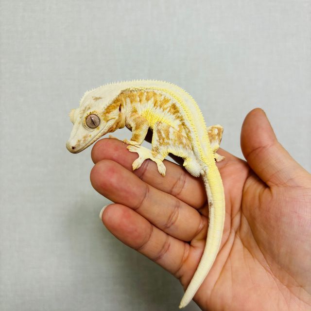 크림 릴리화이트