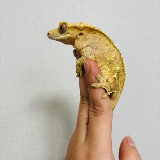 크림시클