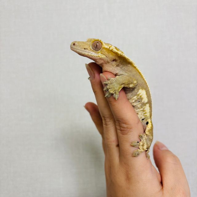 노멀 레드 쿼드
