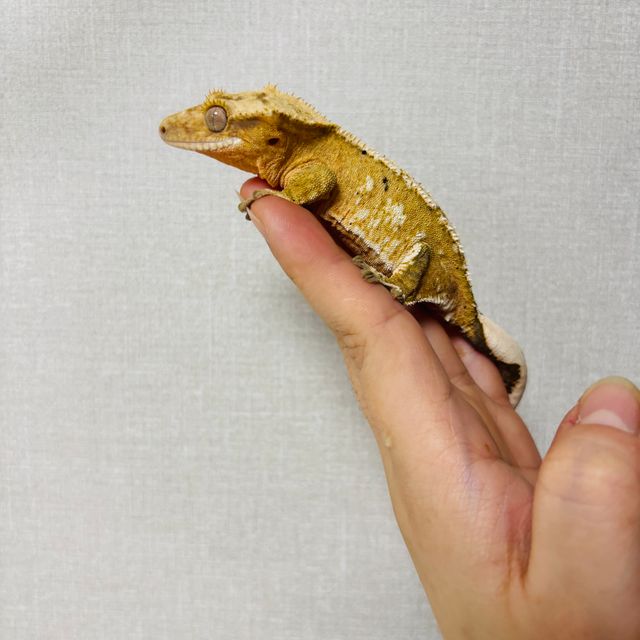 크림시클