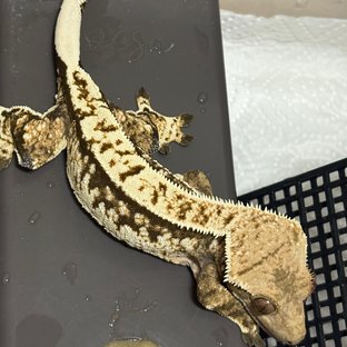 노멀 할리퀸 익스트림할리퀸 화이트스팟 화이트포트홀 트라이