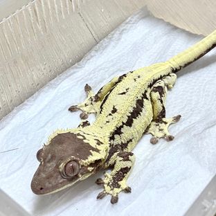 프라푸치노