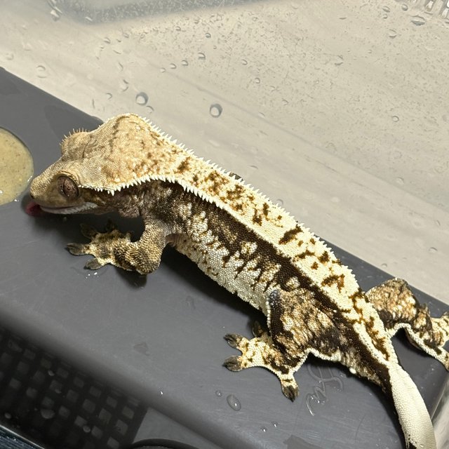 노멀 할리퀸 익스트림할리퀸 화이트스팟 화이트포트홀 트라이