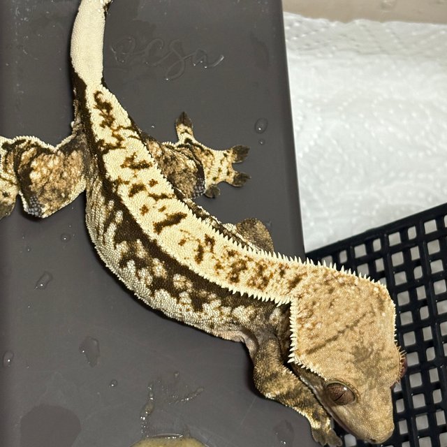 노멀 할리퀸 익스트림할리퀸 화이트스팟 화이트포트홀 트라이