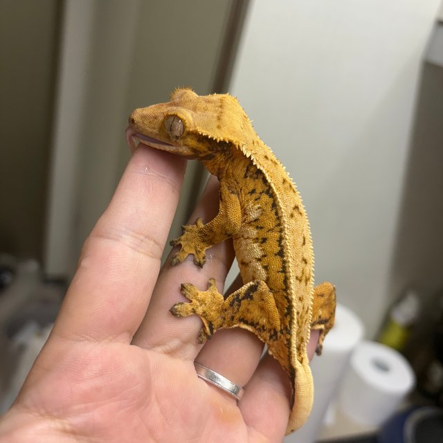 익스트림할리퀸 풀핀 트라이