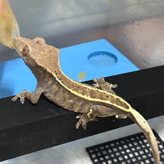 카푸치노 달마시안