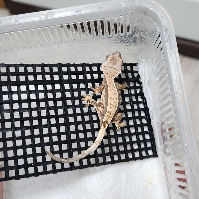 세이블