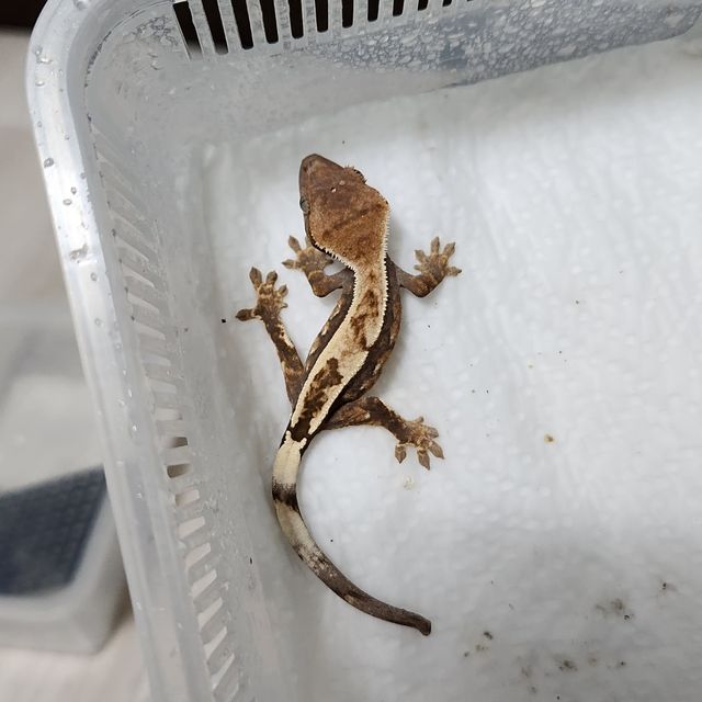 세이블