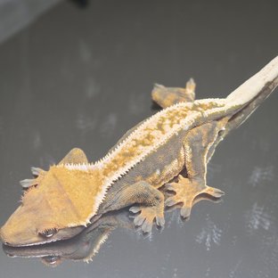 트라이 익스트림할리퀸