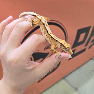 트라이 익스트림할리퀸