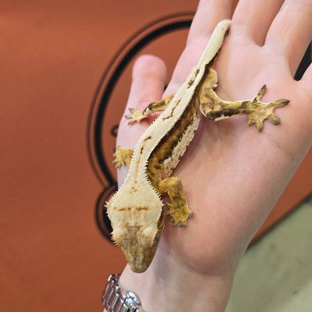 크림시클 화이트