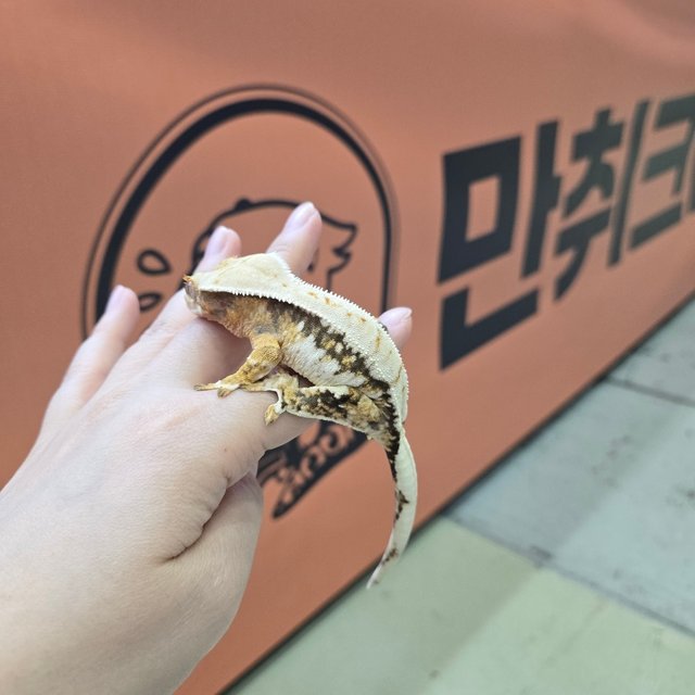 트라이 익스트림할리퀸 화이트 드리피 화이트스팟