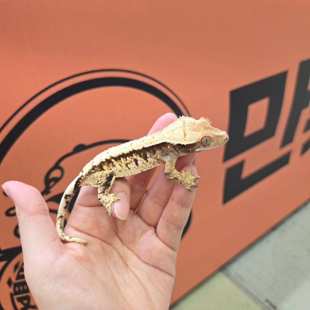 트라이 익스트림할리퀸 화이트