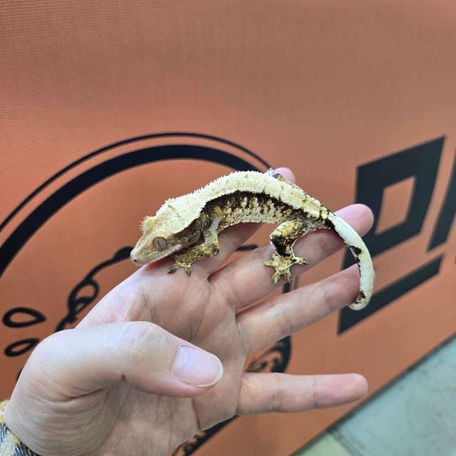 트라이 익스트림할리퀸 화이트