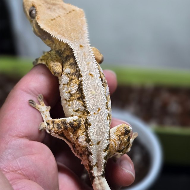 드리피 익스트림할리퀸 화이트스팟