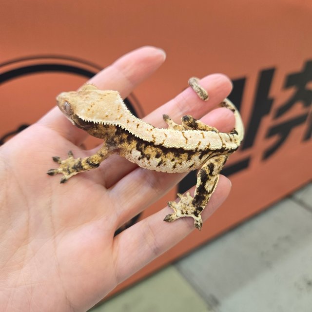 트라이 익스트림할리퀸