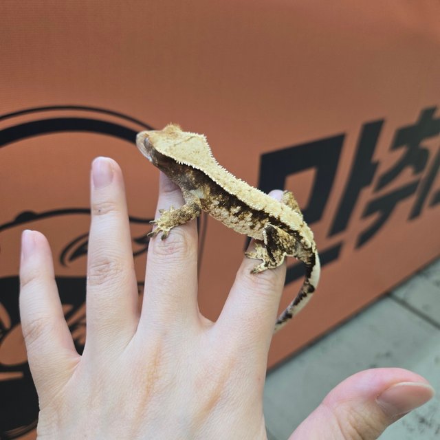 트라이 익스트림할리퀸 화이트