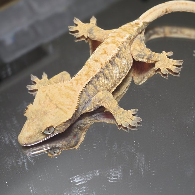 트라이 익스트림할리퀸