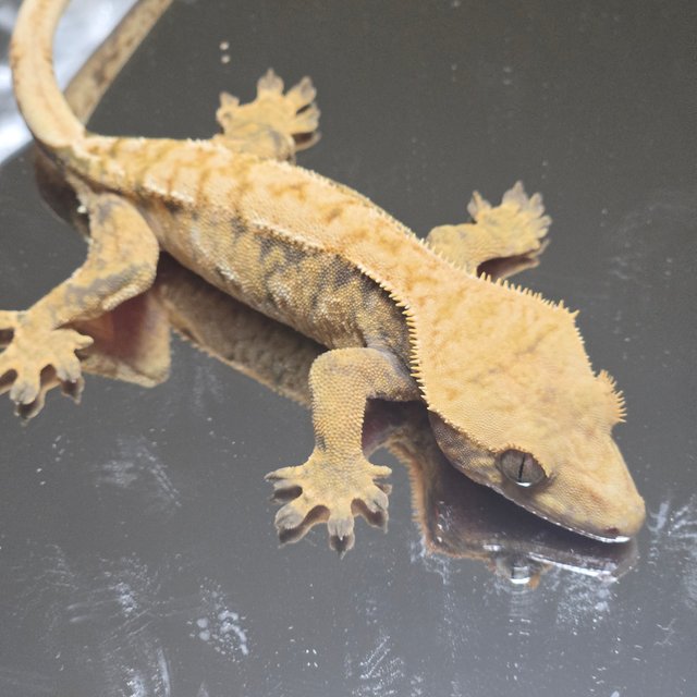 트라이 익스트림할리퀸