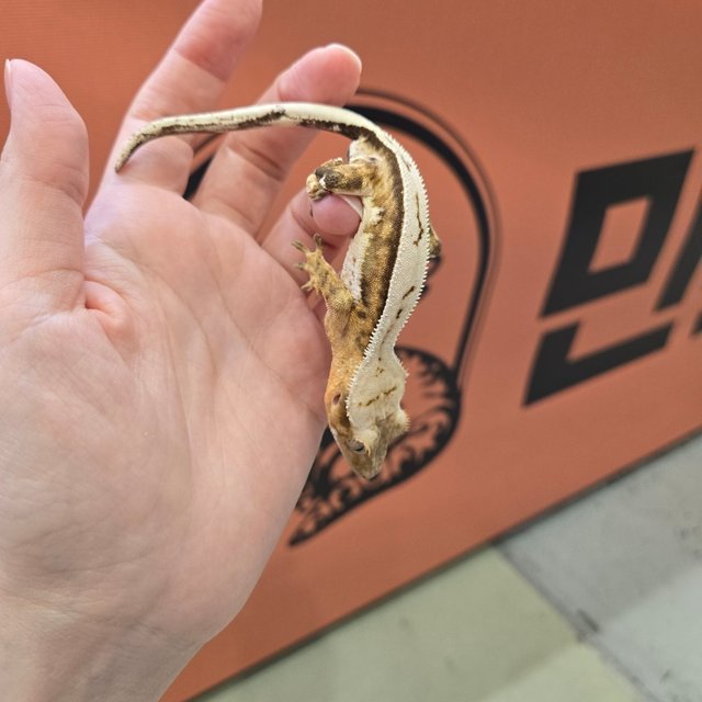 크림시클 화이트