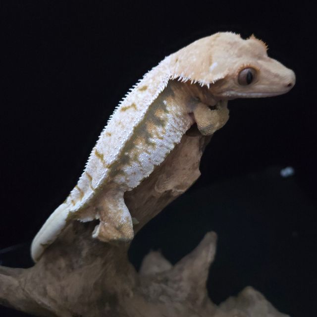 익스트림할리퀸 화이트스팟 화이트 트라이