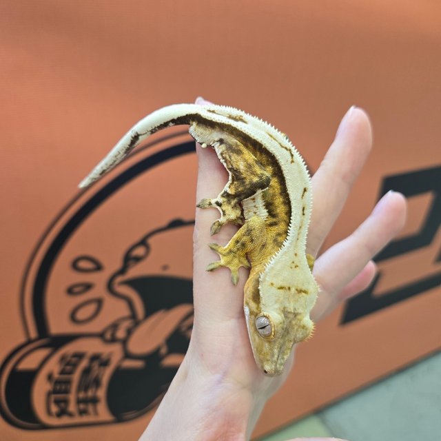 크림시클 화이트