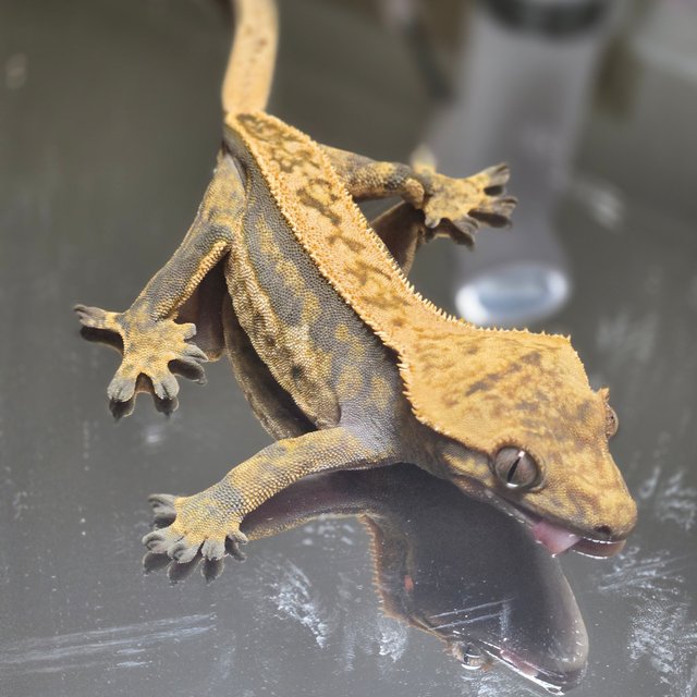 트라이 익스트림할리퀸 풀핀